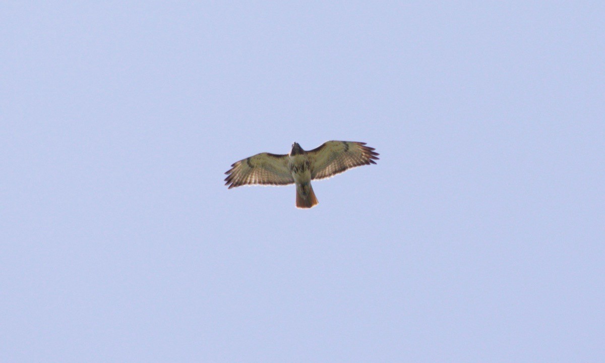 Red-tailed Hawk - ML621060105