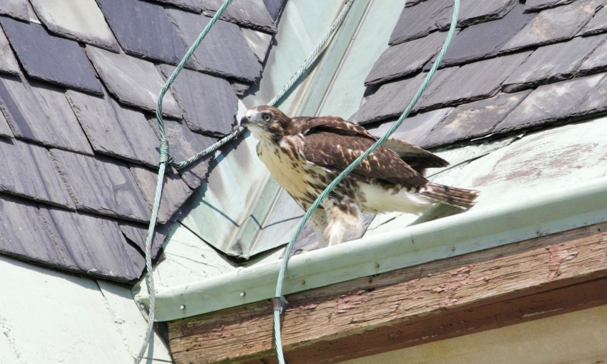 Red-tailed Hawk - ML621060106