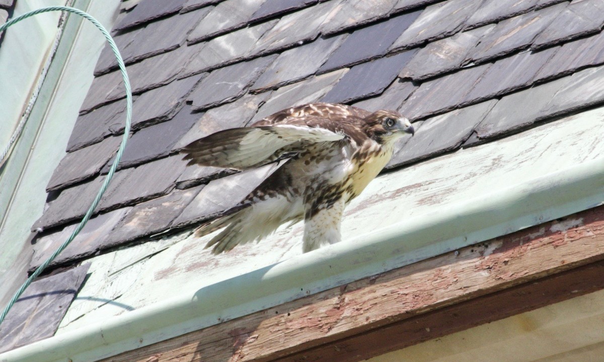 Red-tailed Hawk - ML621060107