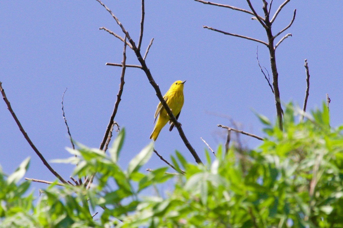 Yellow Warbler - ML621060116