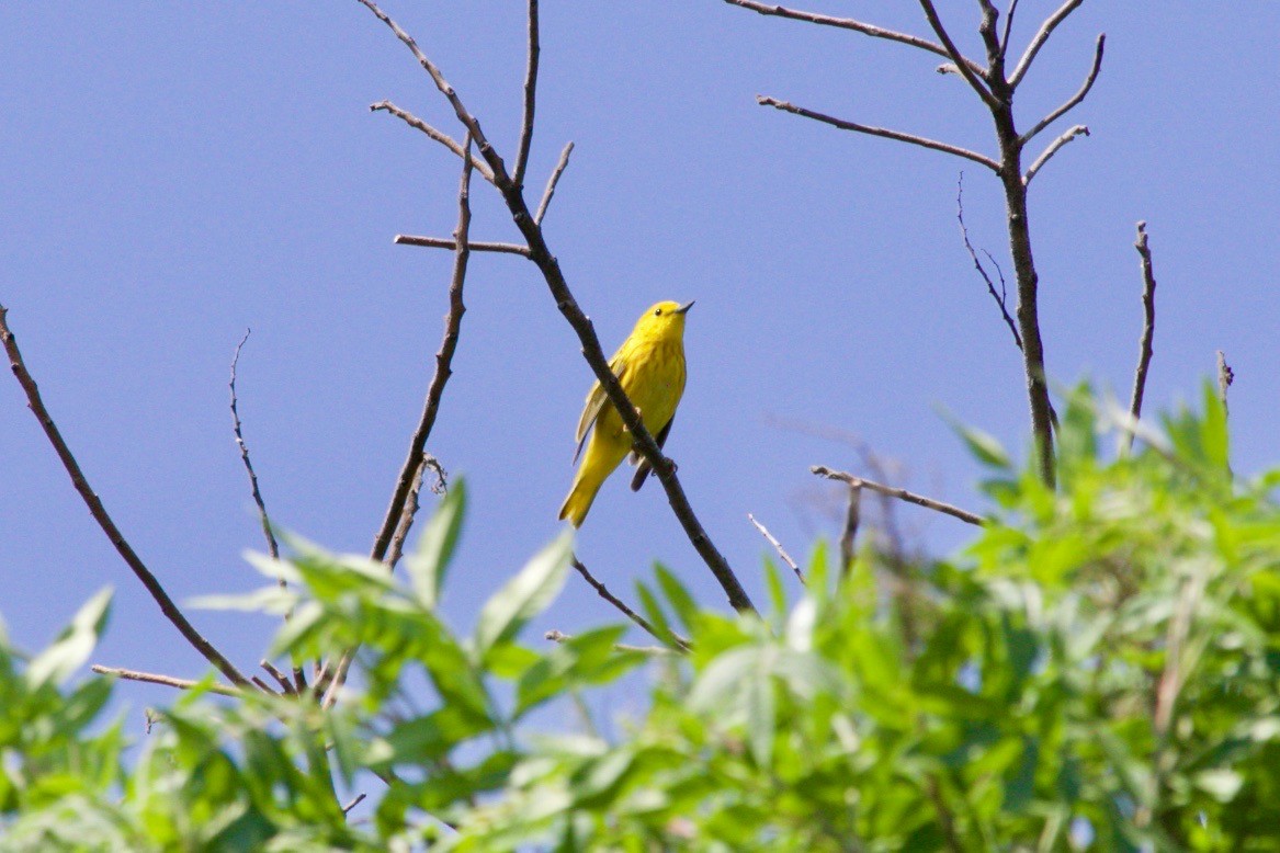 Yellow Warbler (Northern) - ML621060116