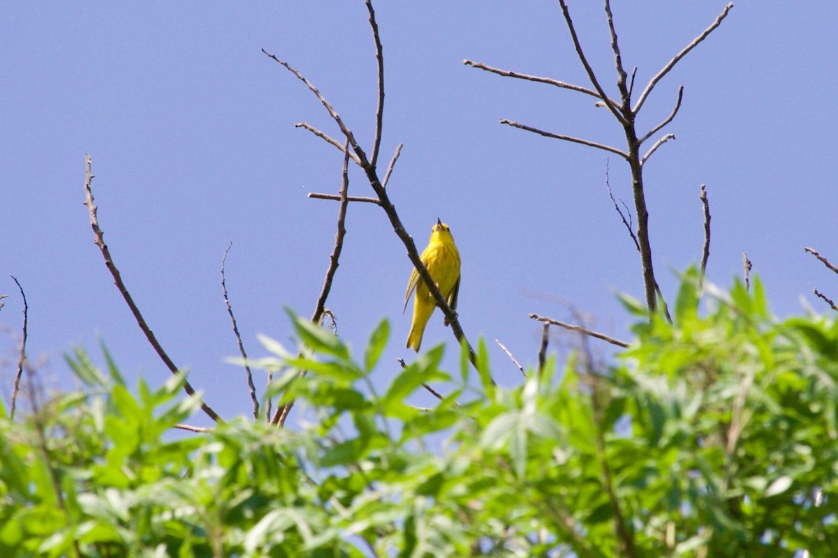 Yellow Warbler - ML621060117