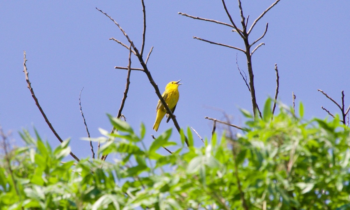 Yellow Warbler (Northern) - ML621060118