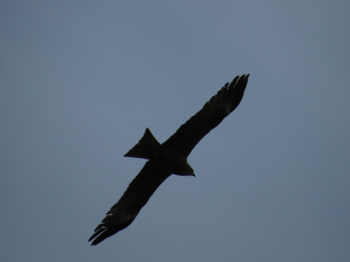 Black Kite - ML621060121