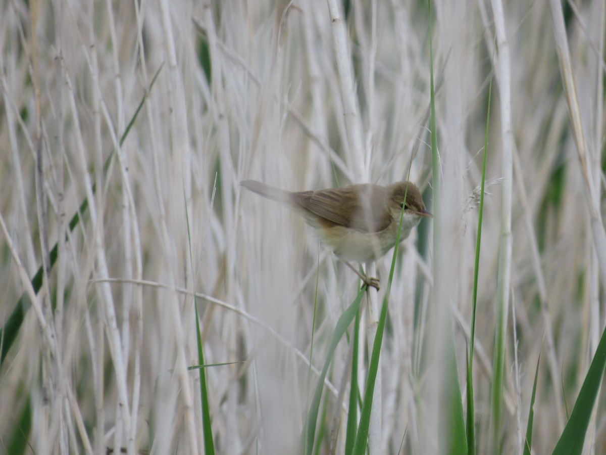 Common Reed Warbler - ML621060131