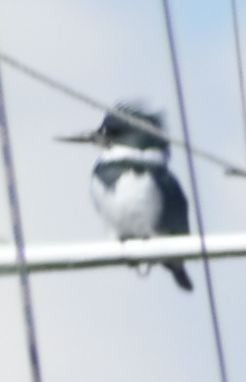 Belted Kingfisher - ML621060157