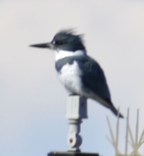 Belted Kingfisher - ML621060158