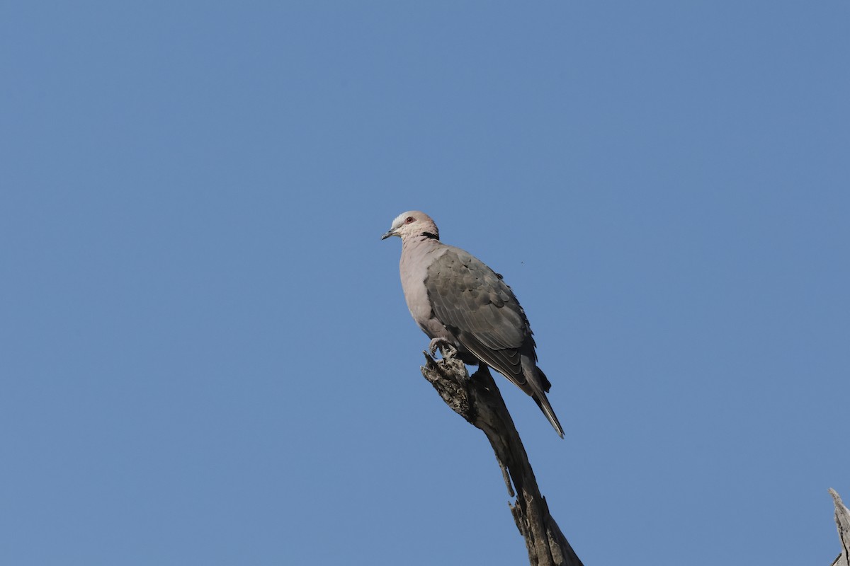 Red-eyed Dove - ML621060180
