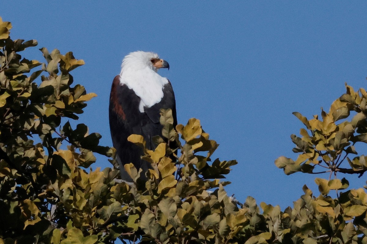 African Fish-Eagle - ML621060188