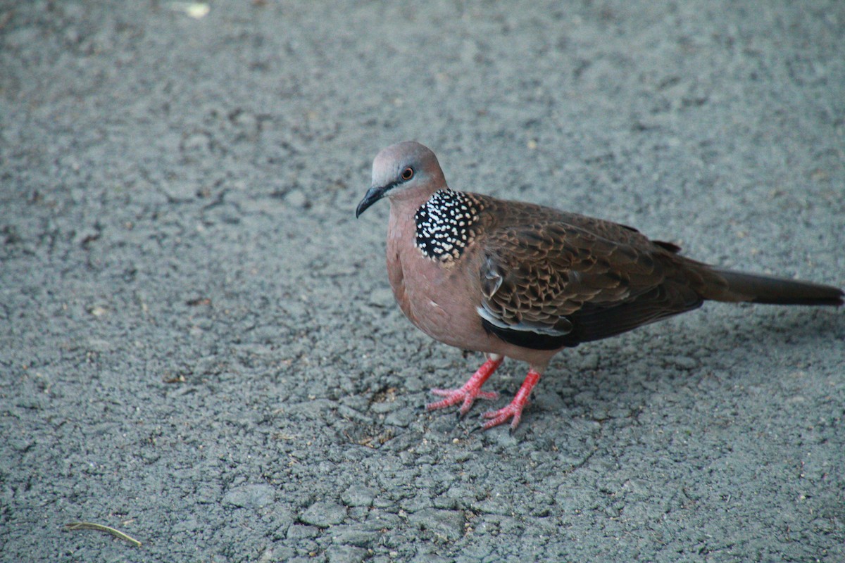 Spotted Dove - ML621060194