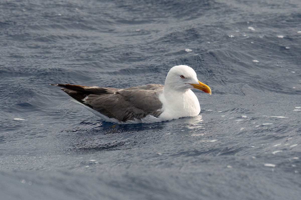 Yellow-legged Gull (atlantis) - ML621060199