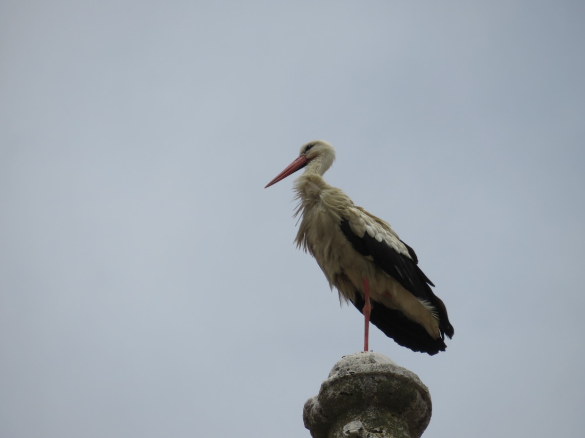 White Stork - ML621060208