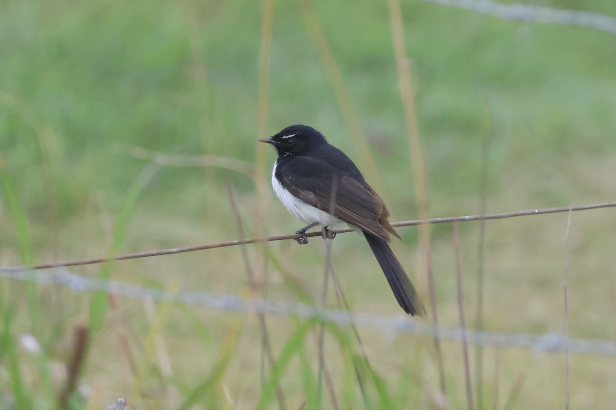 Willie-wagtail - ML621060210