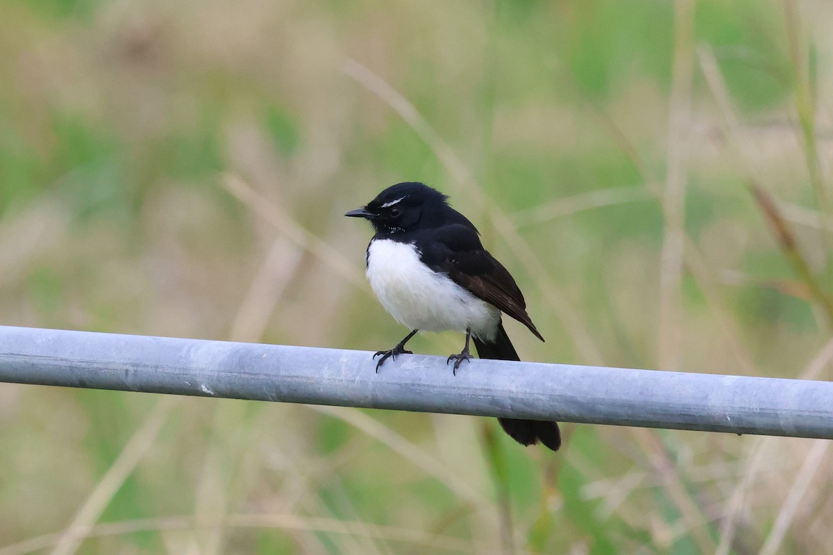 Willie-wagtail - ML621060211