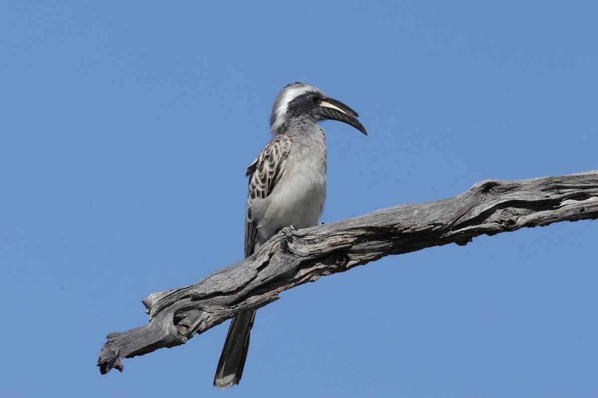 African Gray Hornbill - ML621060212