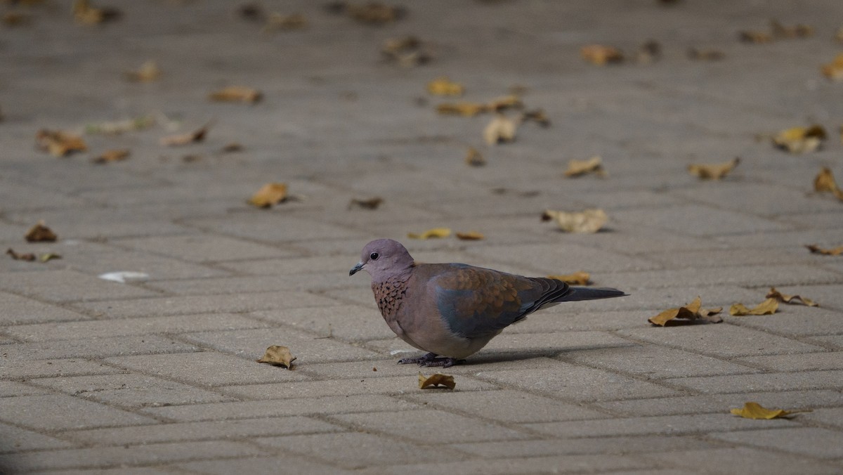 Laughing Dove - ML621060213