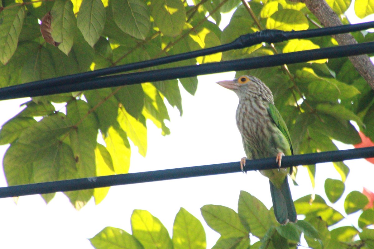 Lineated Barbet - ML621060230