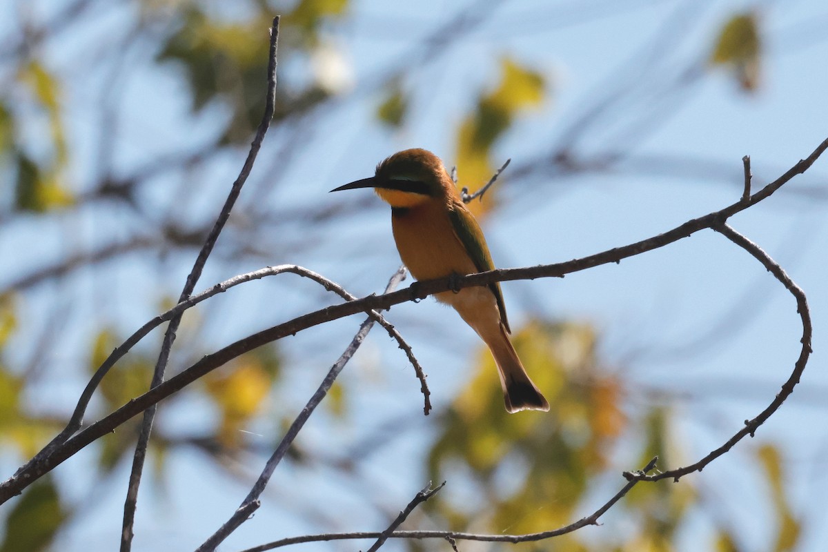 Little Bee-eater - ML621060235