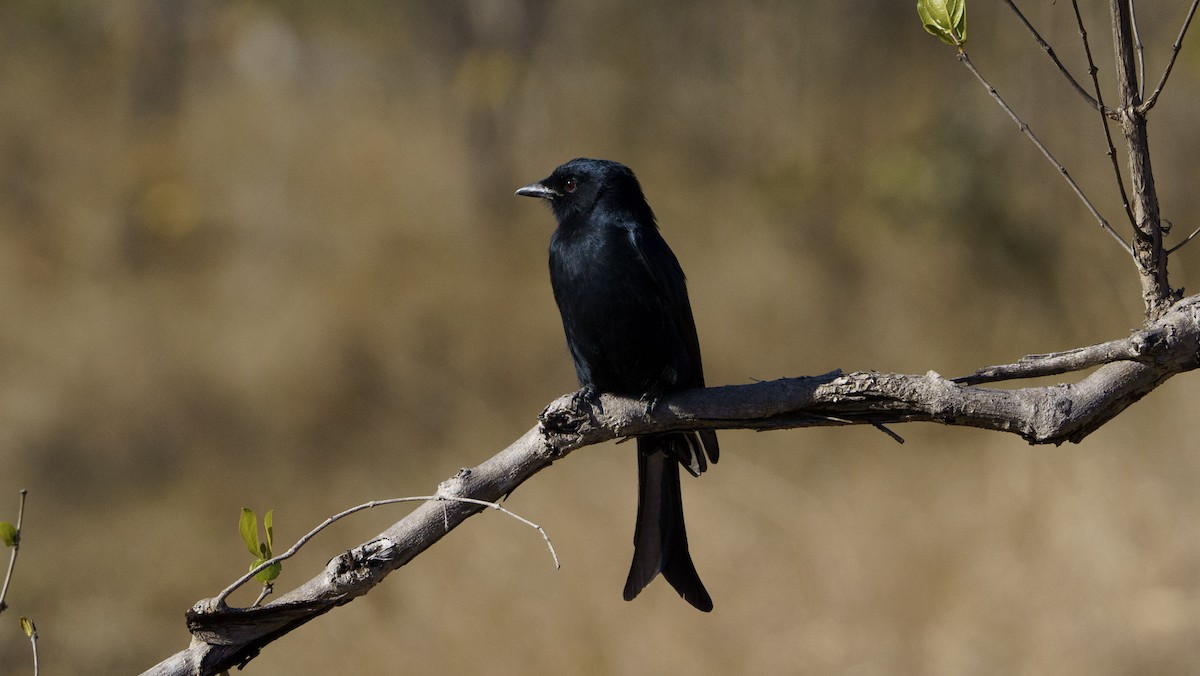 Fork-tailed Drongo - ML621060244