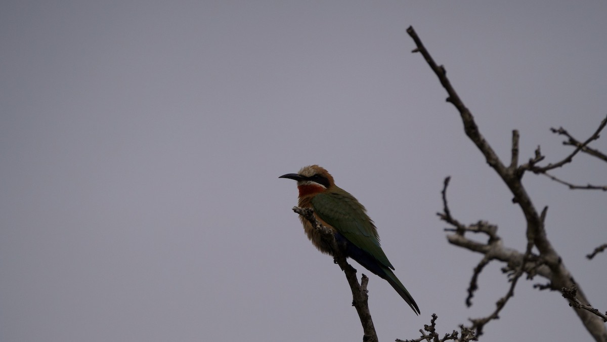 White-fronted Bee-eater - ML621060248