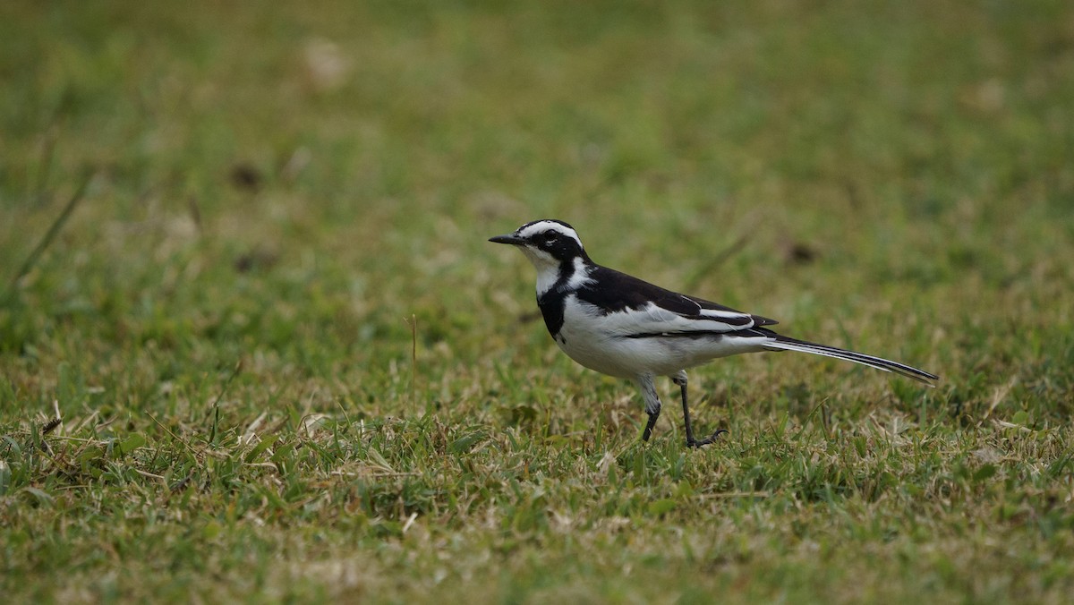 African Pied Wagtail - ML621060268