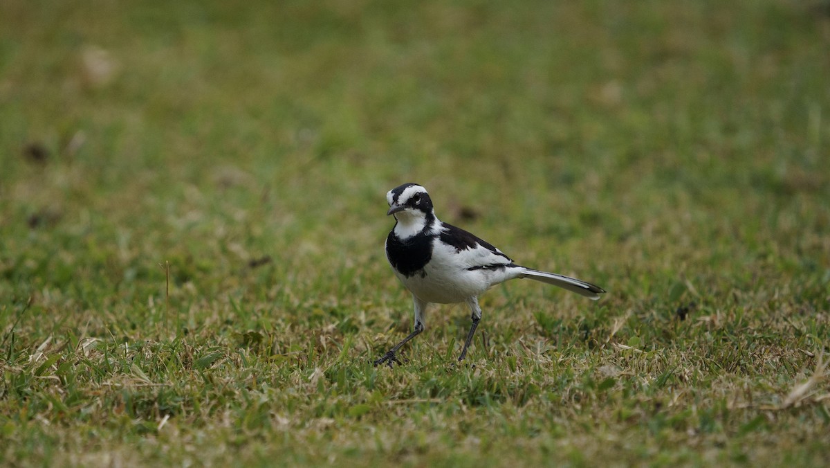 African Pied Wagtail - ML621060269