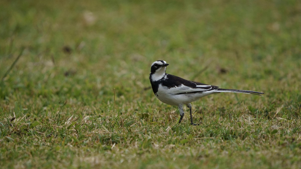 African Pied Wagtail - ML621060270