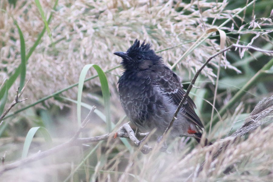 Red-vented Bulbul - ML621060271