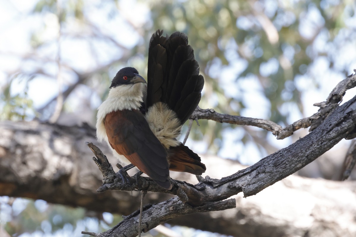Coppery-tailed Coucal - ML621060283