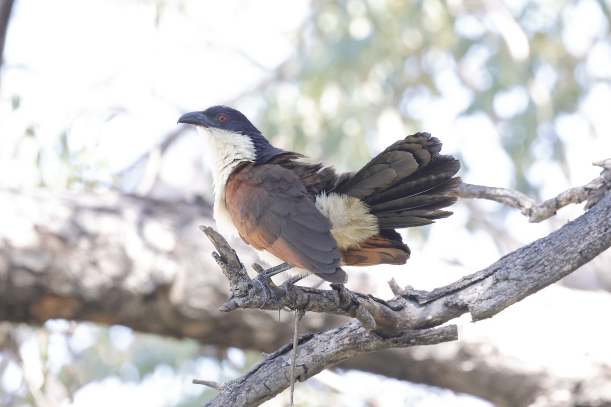 Coppery-tailed Coucal - ML621060286