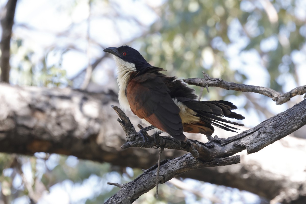 Coppery-tailed Coucal - Shmuel Bernstein