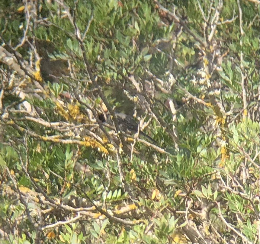 Sardinian Warbler - ML621060301