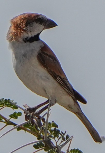 Great Rufous Sparrow - ML621060329