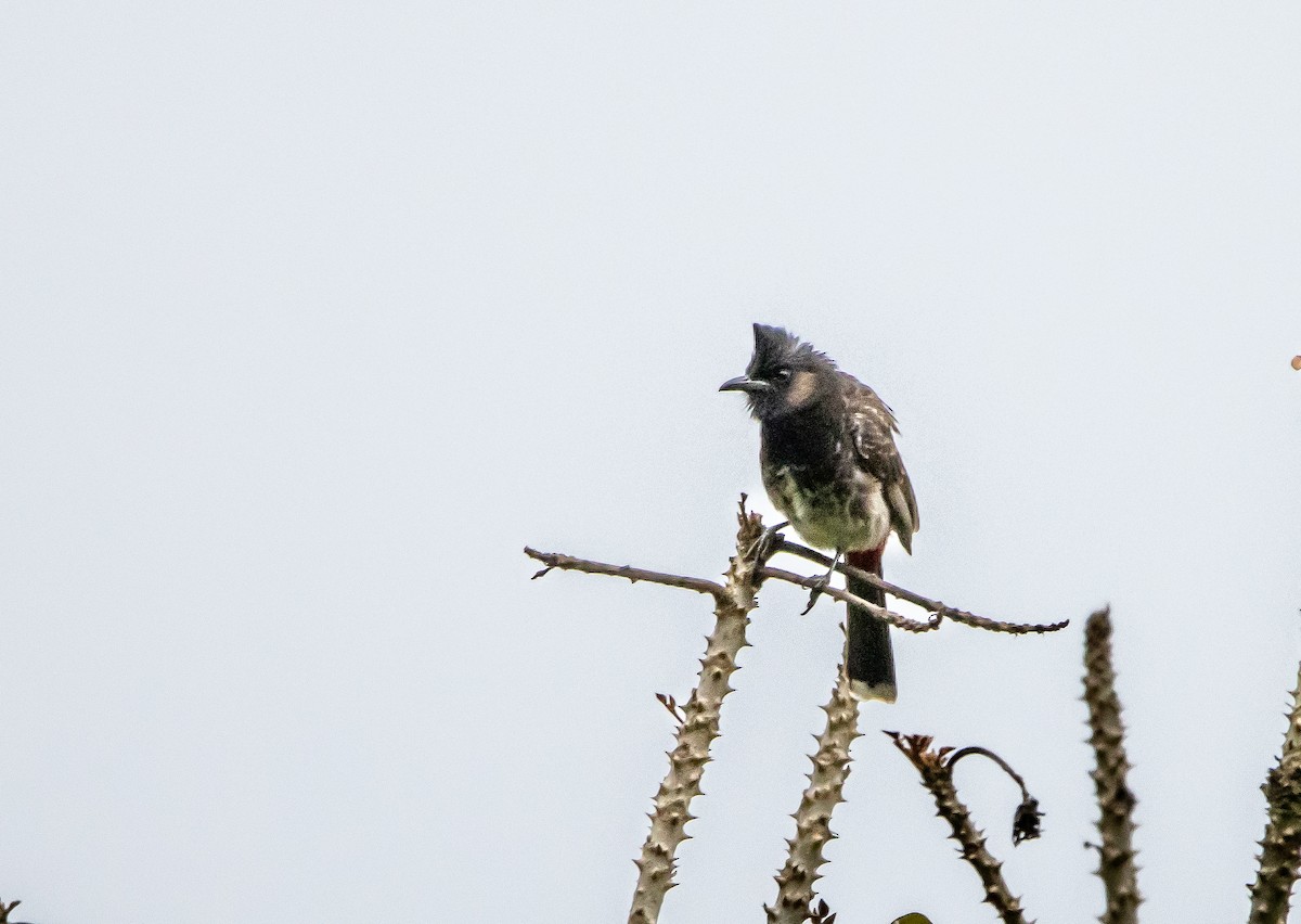 Red-vented Bulbul - ML621060341