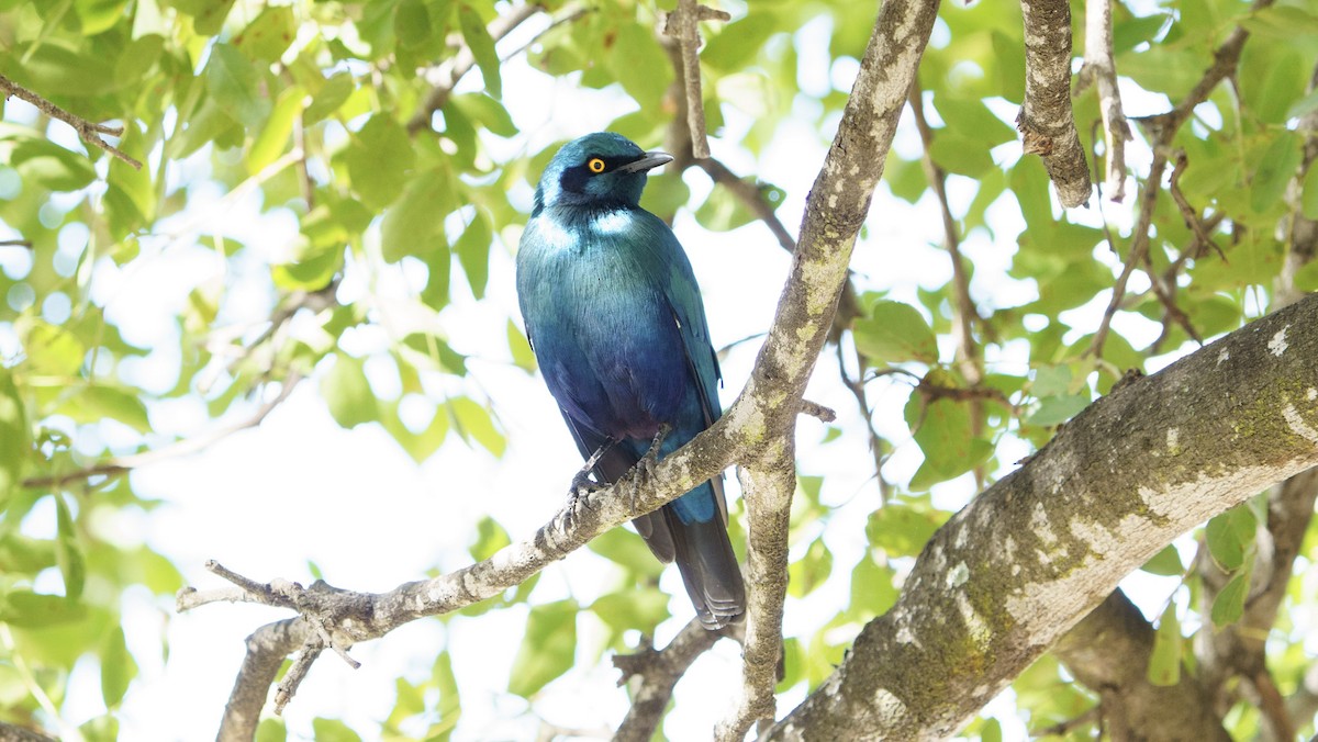 Greater Blue-eared Starling - ML621060353