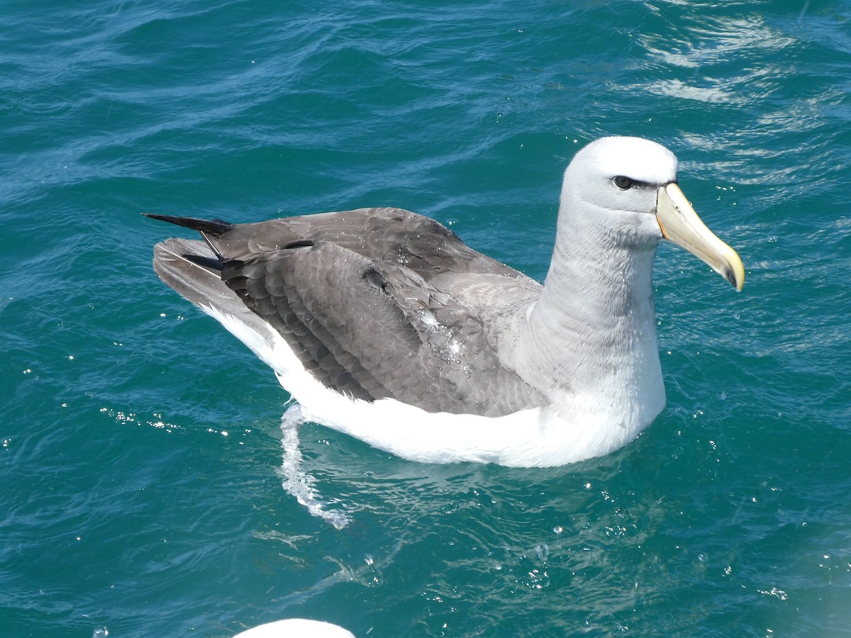 Albatros de Salvin - ML621060369