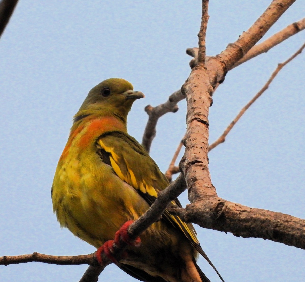 橙胸綠鳩 - ML621060386