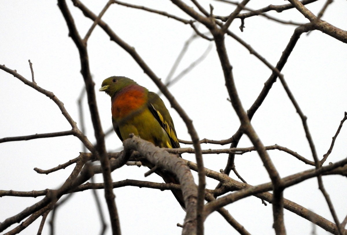 橙胸綠鳩 - ML621060387