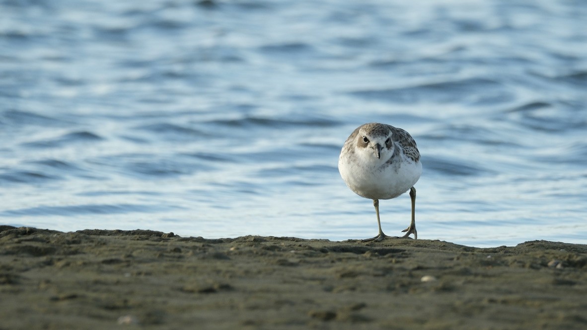 Red-breasted Dotterel - ML621060400