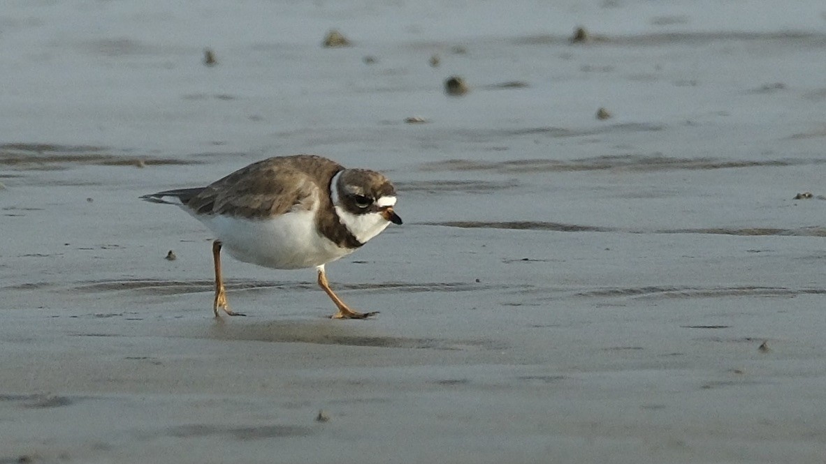 Semipalmated Plover - ML621060401