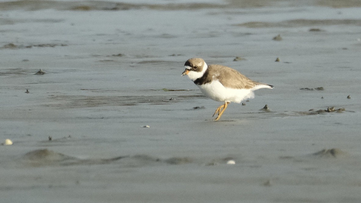 Semipalmated Plover - ML621060404