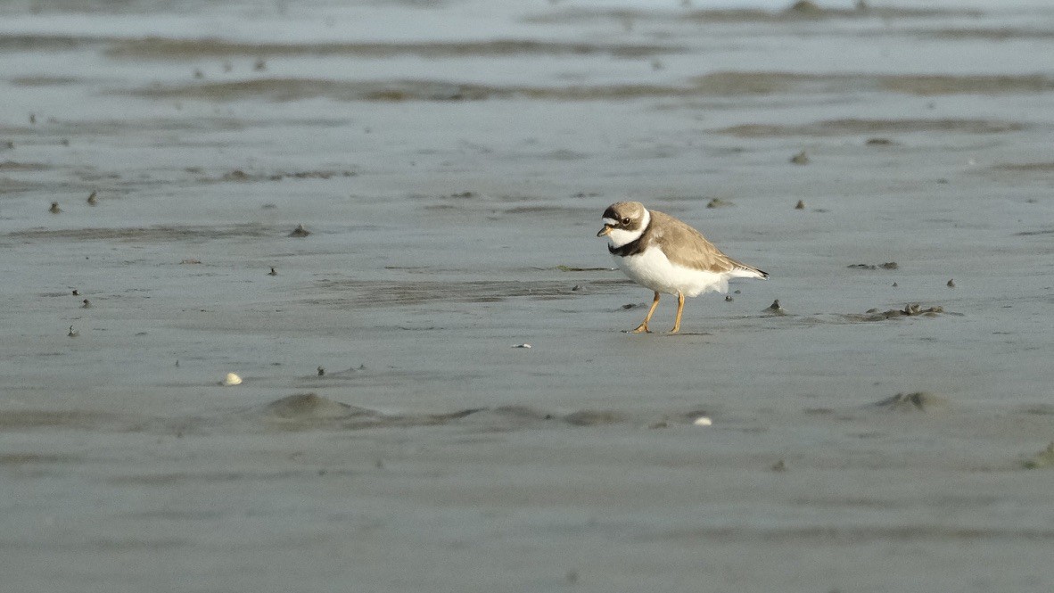 Semipalmated Plover - ML621060406