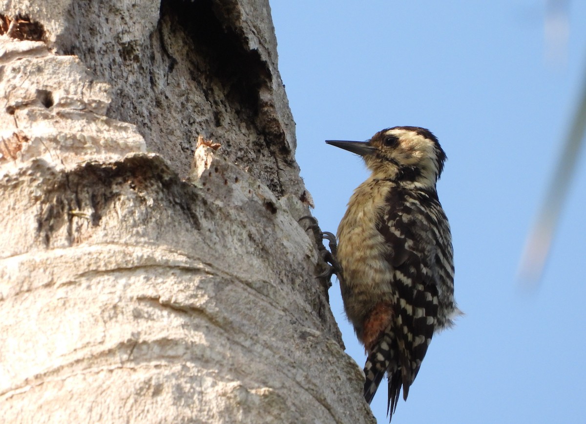 Freckle-breasted Woodpecker - ML621060422