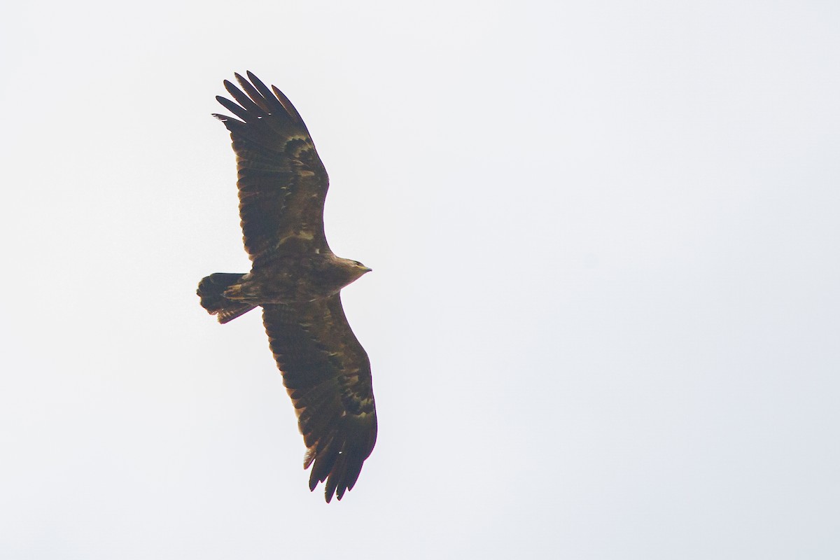 Lesser Spotted Eagle - ML621060454