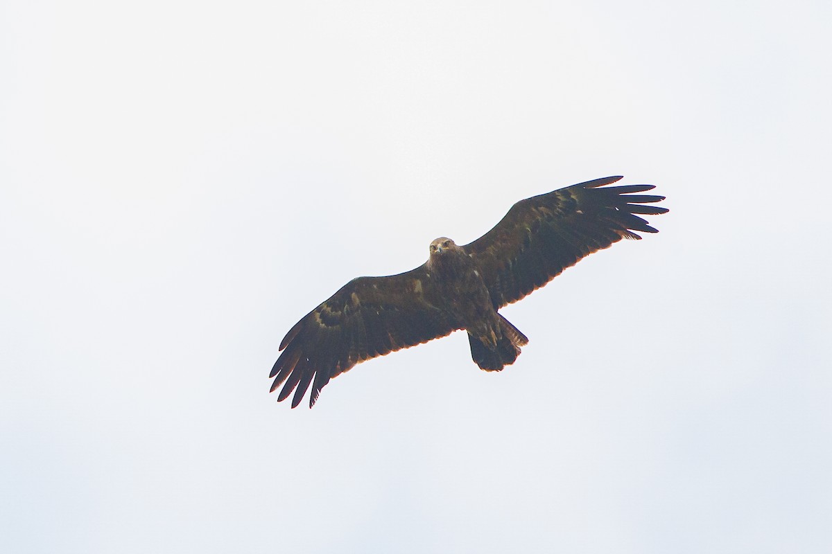 Lesser Spotted Eagle - ML621060455