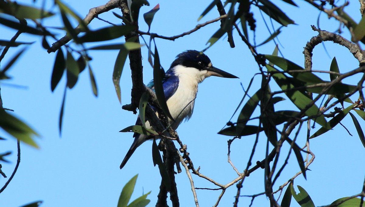 Forest Kingfisher - ML621060477