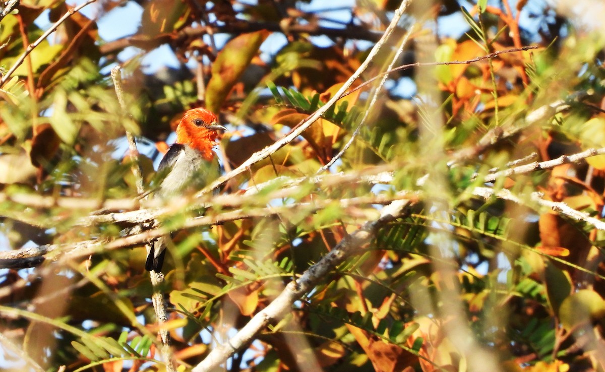 Scarlet-headed Flowerpecker - ML621060479