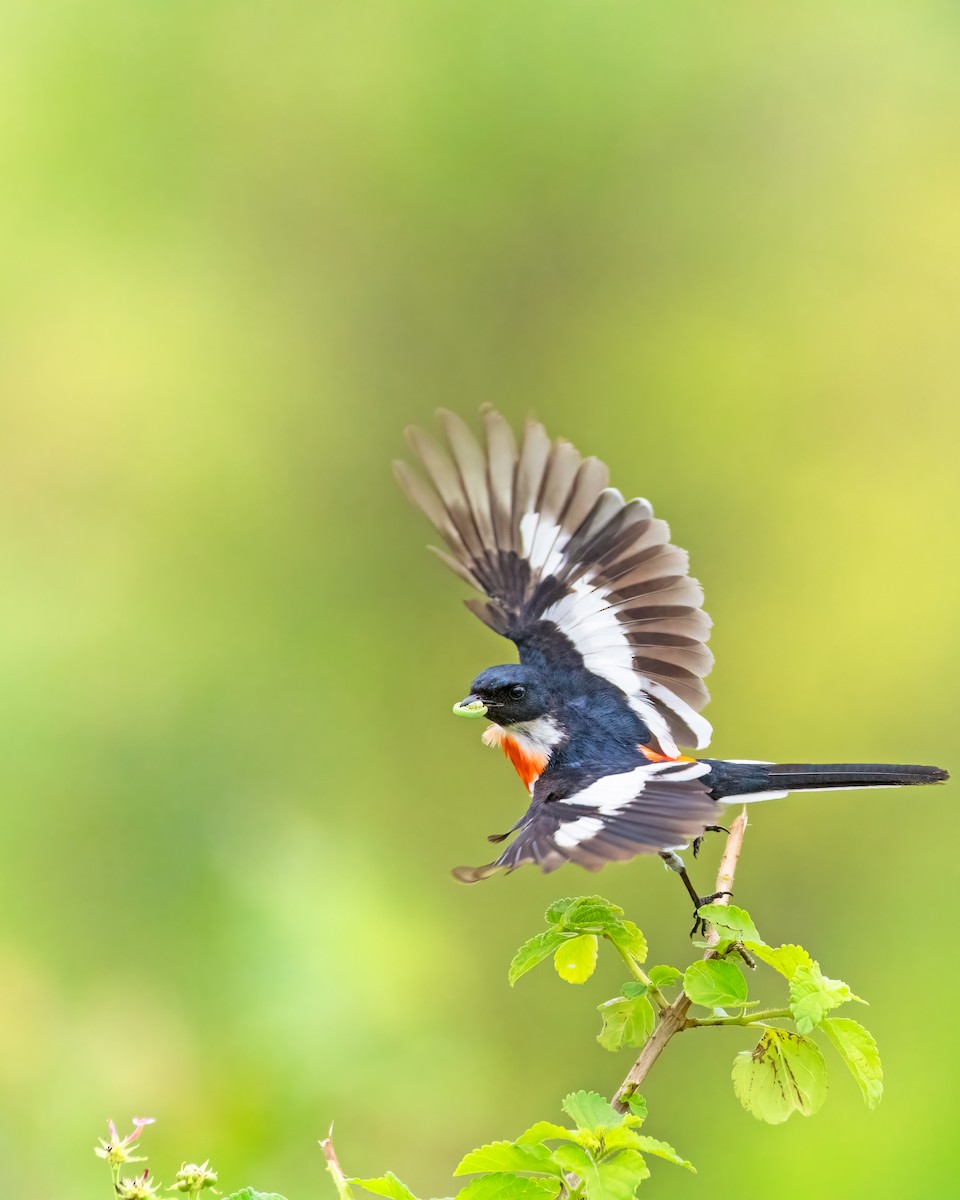White-bellied Minivet - ML621060494