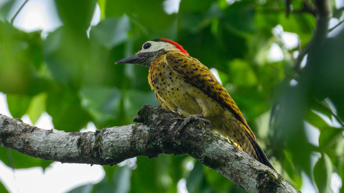 Spot-breasted Woodpecker - ML621060511