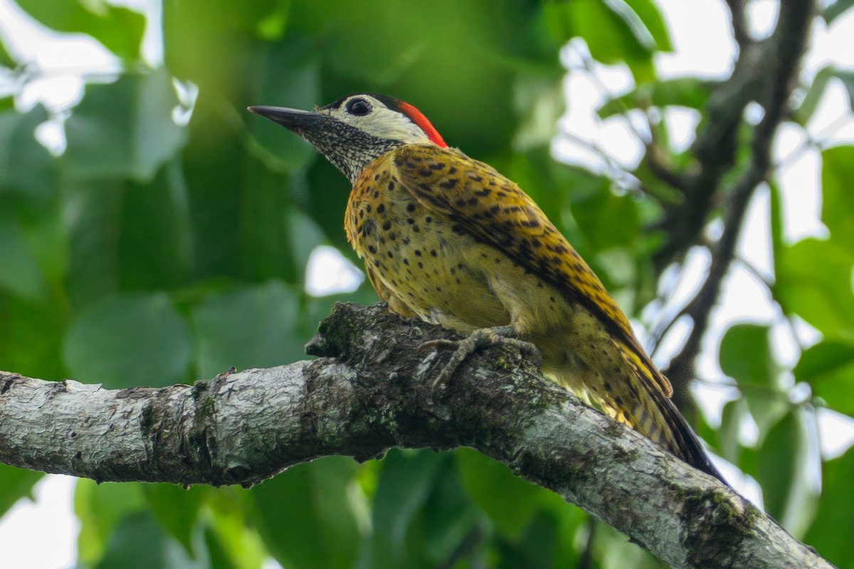Spot-breasted Woodpecker - ML621060512